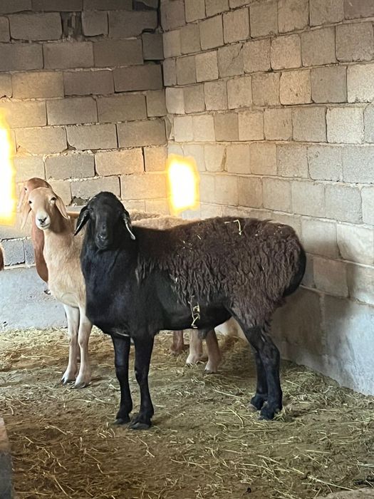 Арашан қойлар сатылады