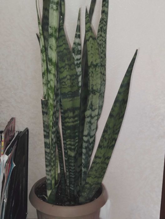 Цветы комнатные разные