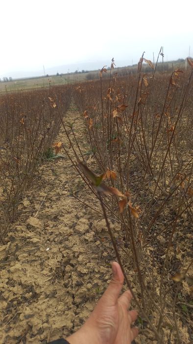 Бирьючина оптом     .