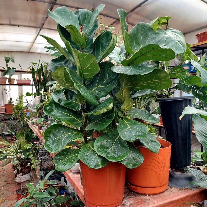 Фикус лирата пышный 3в1 адаптированный