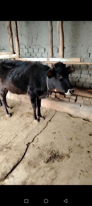 Ona bola sigir sotiladi