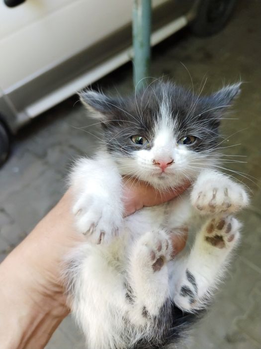 Котёнок улица фаргона Юли Казинка нахожусь