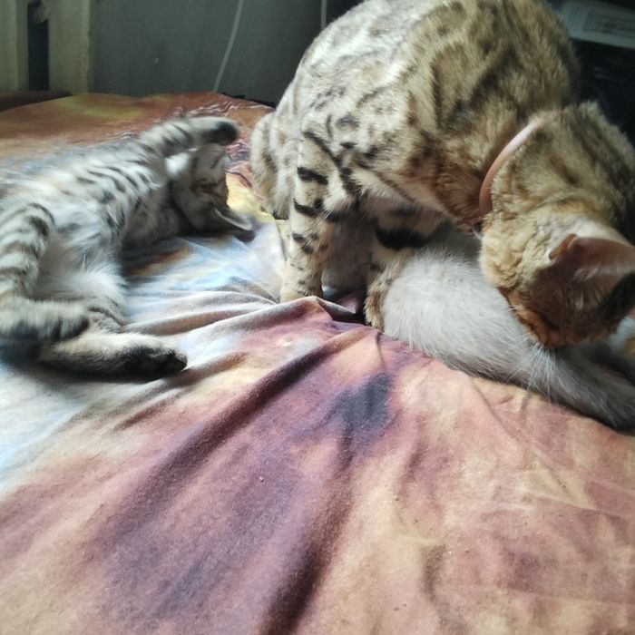 Отдам котят в хорошие руки
