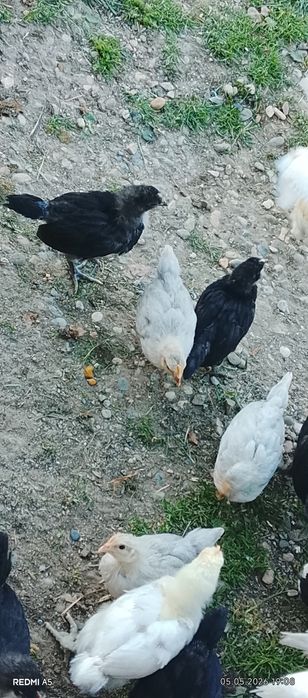 Pui de rasa acept și scimb