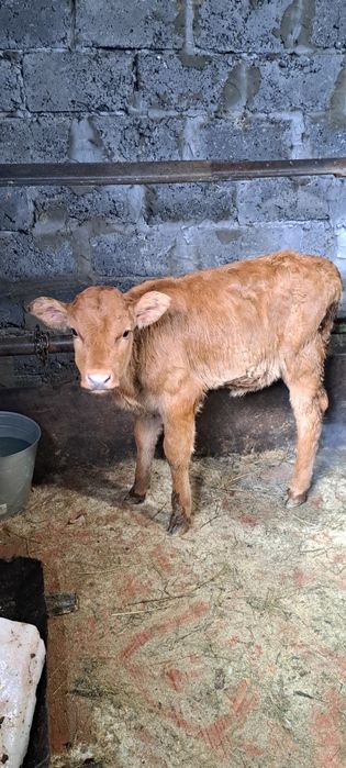 Продам телку Полтора месяца
