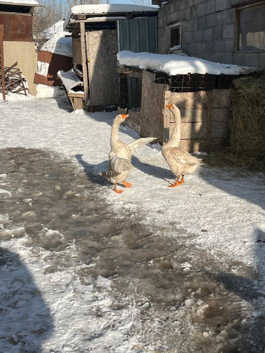 Продам гусят 2 шт