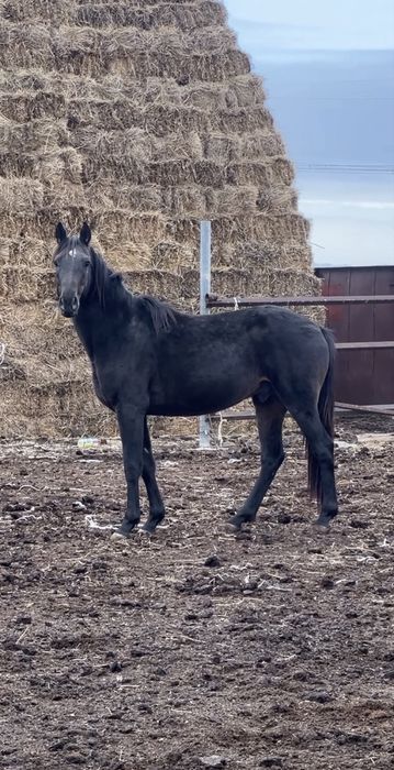 Тазақанды Айғыр Сатылады