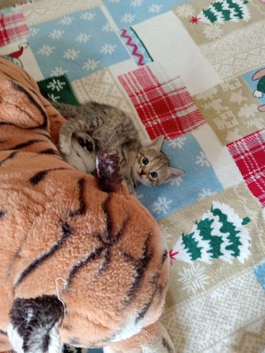 Котята, отдам в добрые руки