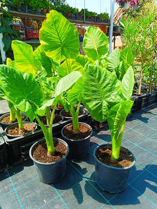 Colocasia ( ureche de elefant )