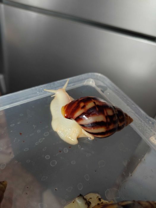 Улитки ахатины продажа