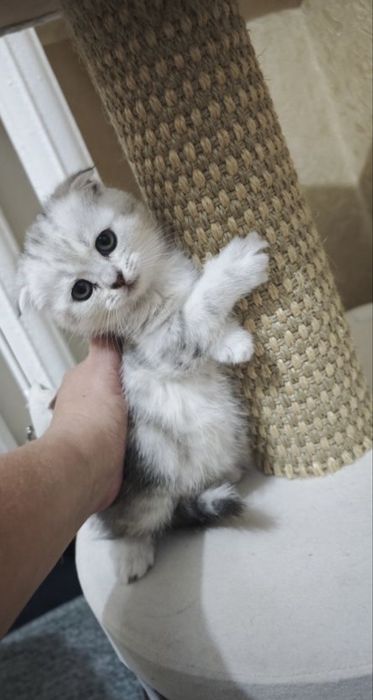 Котенок веслоухи
