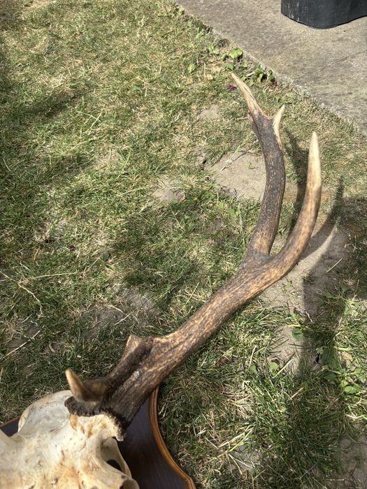 Trofeu cerb ccu panoplie