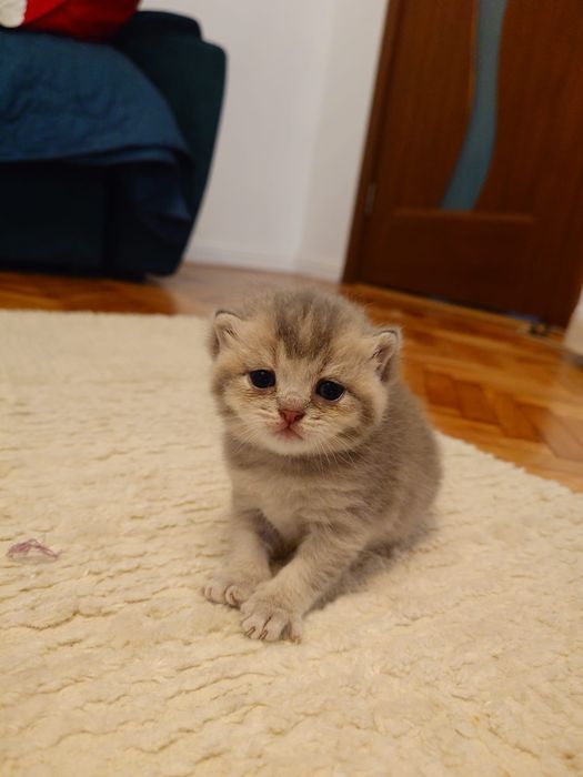 British shorthair golden cu pedigree