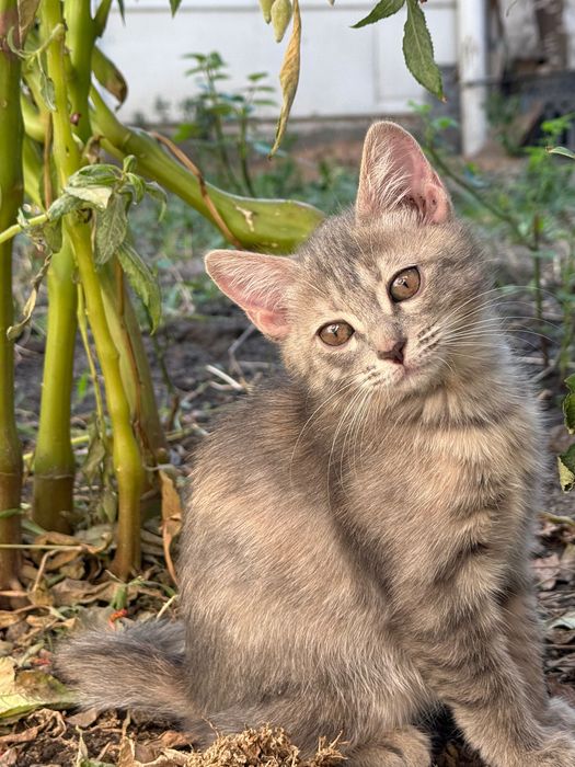 Отдам котенка в добрые руки