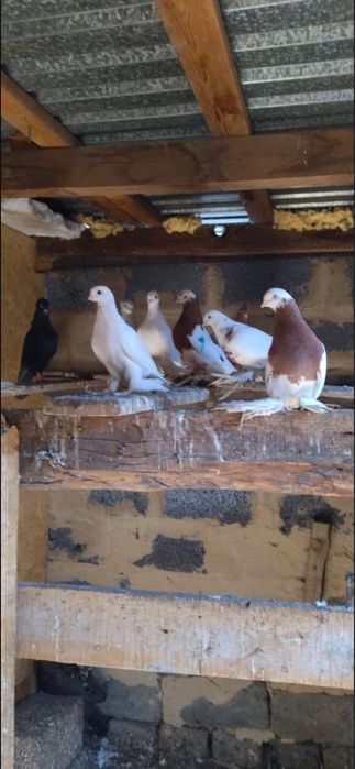 Продам голуби разных пород