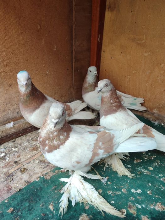 Продам голубей 2025 молодеж