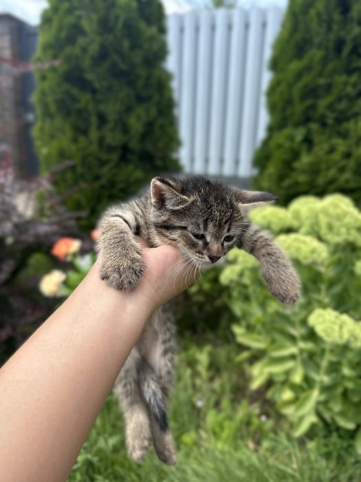 Продам котят 2 мальчика 1 девочка