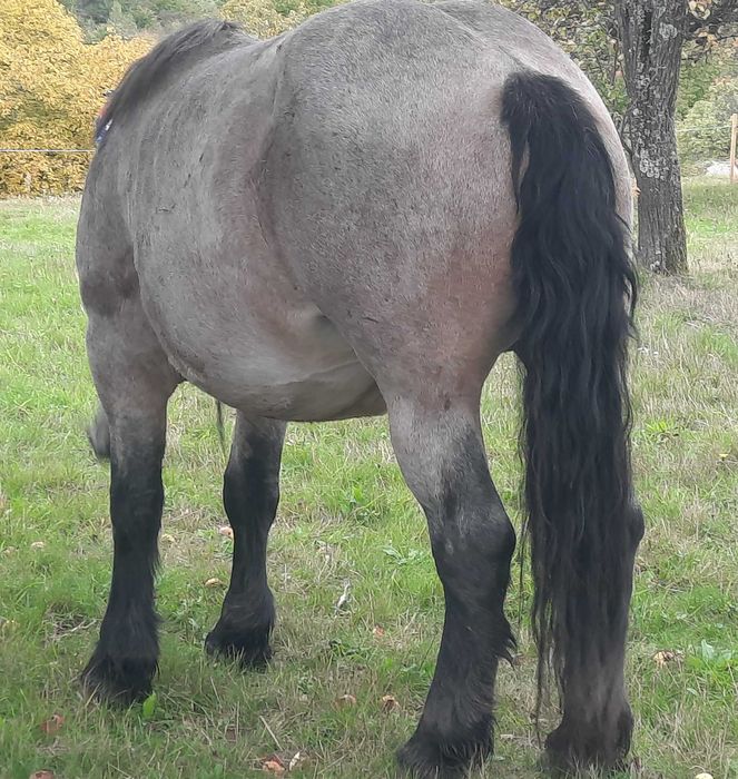 Iapa tânără gestanta