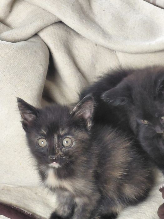 Котята бесплатно