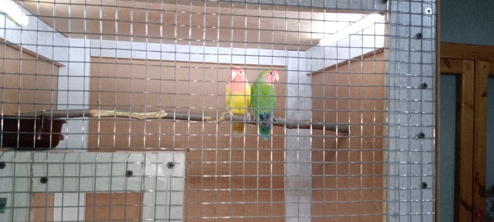 Narazushka papugay sotiladi 300 ming sum