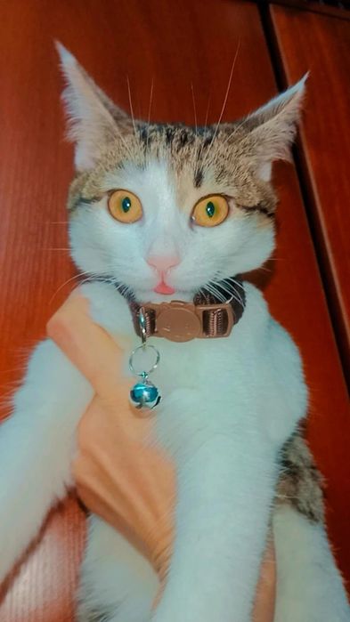 Котёнок Мия ищет дом