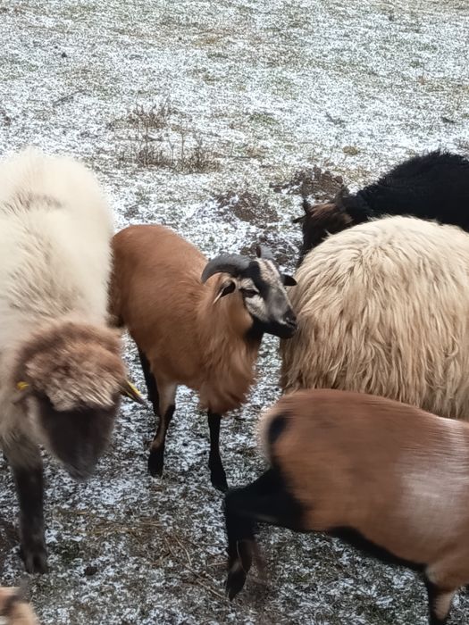 Vând berbec camerun