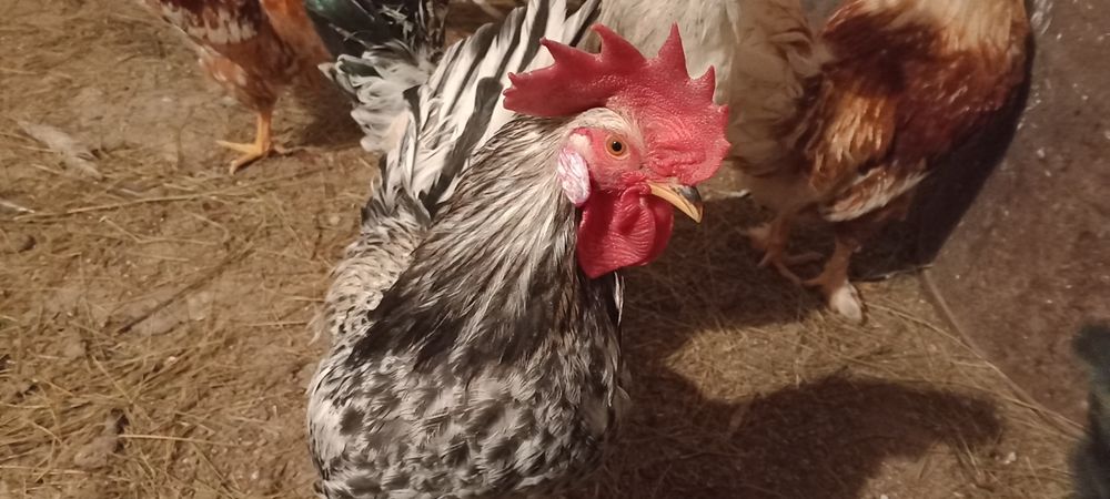 Продаются домашние петушки