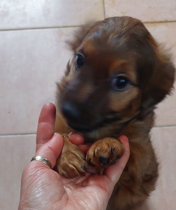 Щенок девочка 2мнсяца