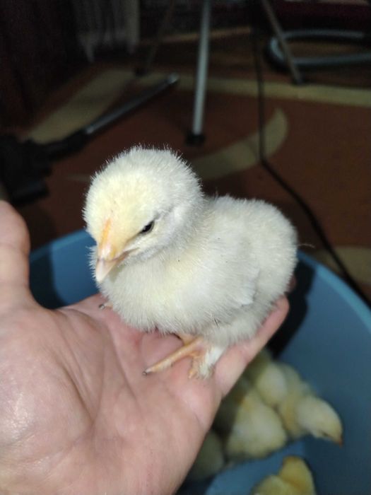 Pui de găină Brahma herminat deschis.