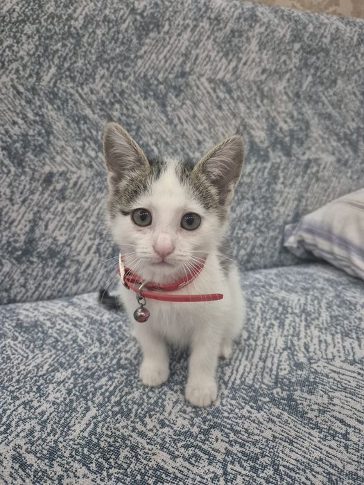 Котенок 2 месяца.