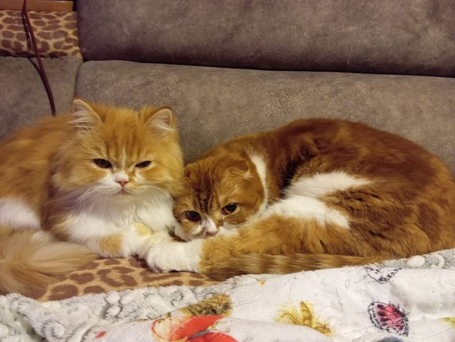 Шотландские кошки