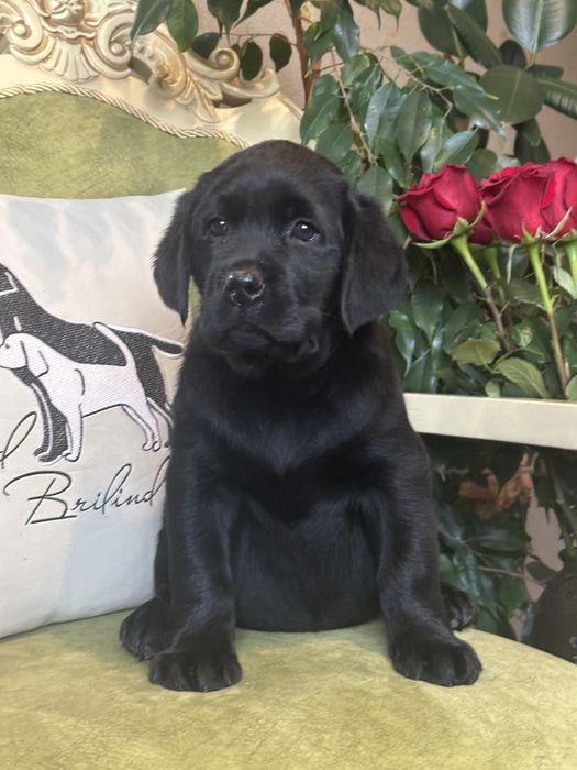 Щенки лабрадора, девочки, документы