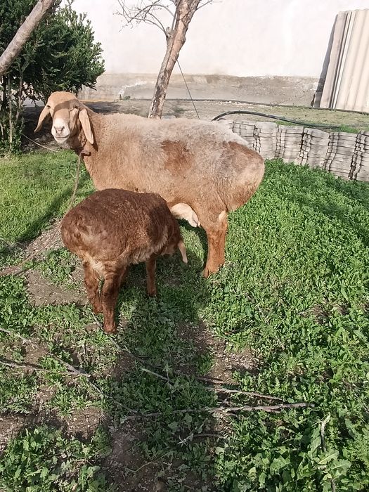 Она бола куй сотилади