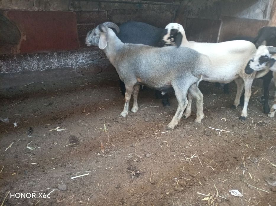 Tagalar sotiladi