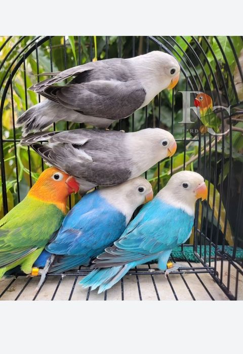 Ожереловые попугаи ручные