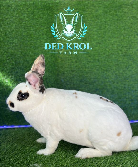 Quyon REX trikalor samka