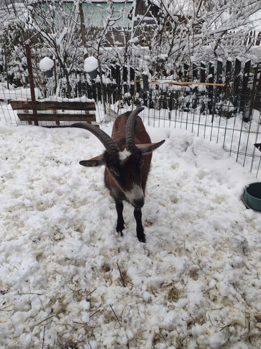 Iadă alpină franceză