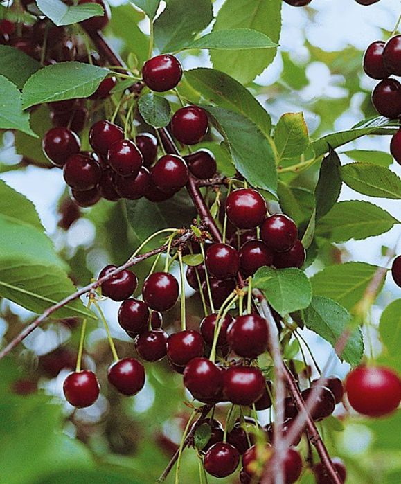 Продается саженцы вишня