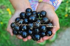 Продам смородину 2 летка