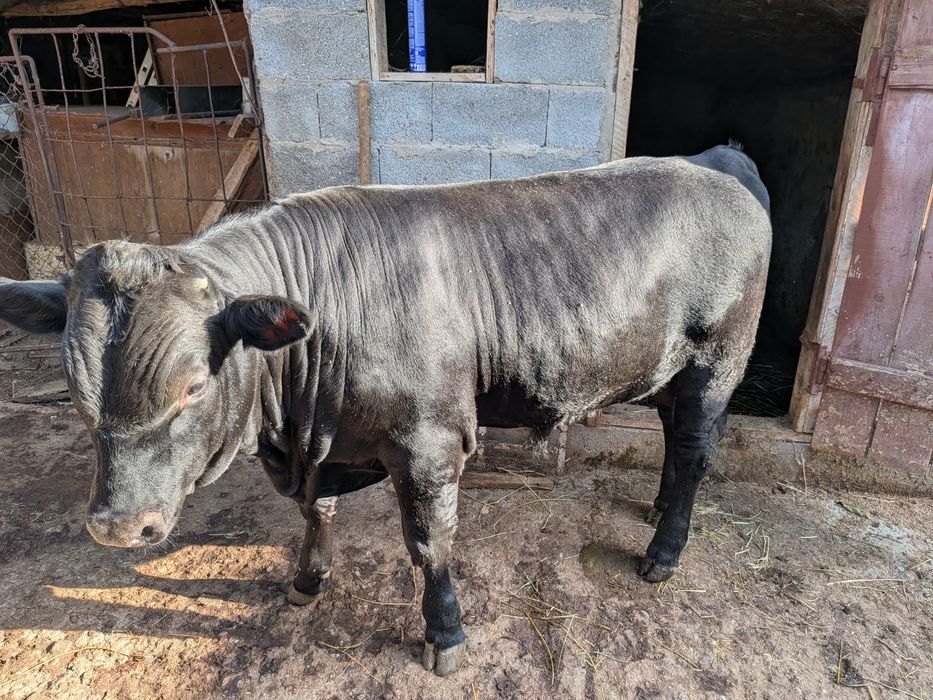 Vacă gestantă și taur