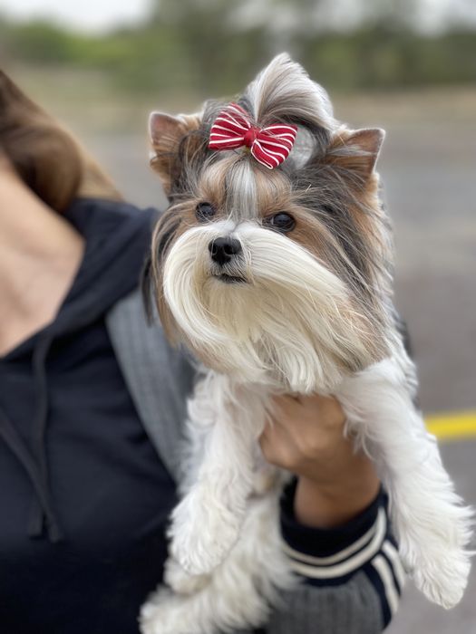 Бивер ищет подругу