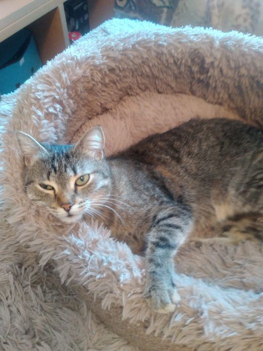 Отдам в добрые руки кошечку