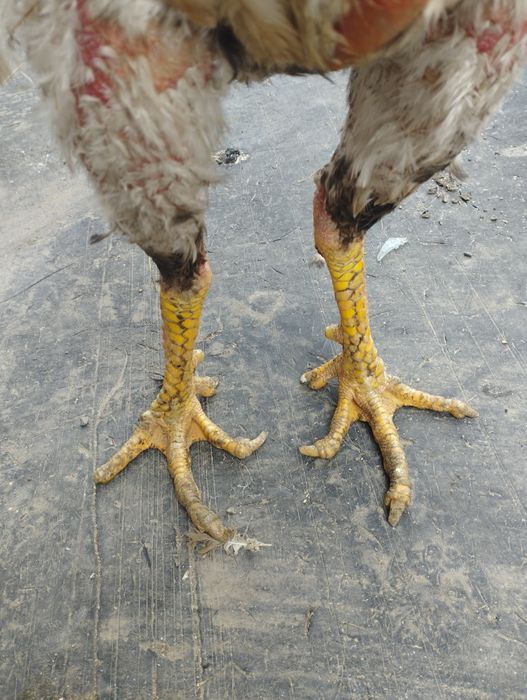 Прадам джуджика кореец