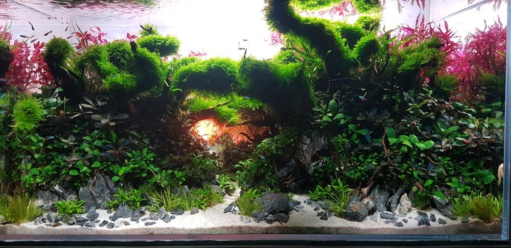 Servici intretinere mentenanta curatare aranjament acvariu apa dulce