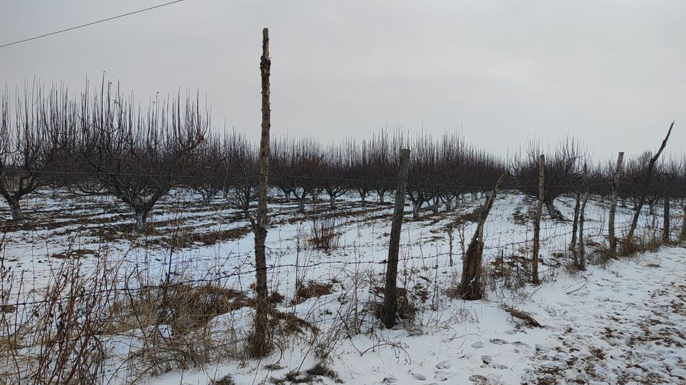 Яблоневые сады, яблоки