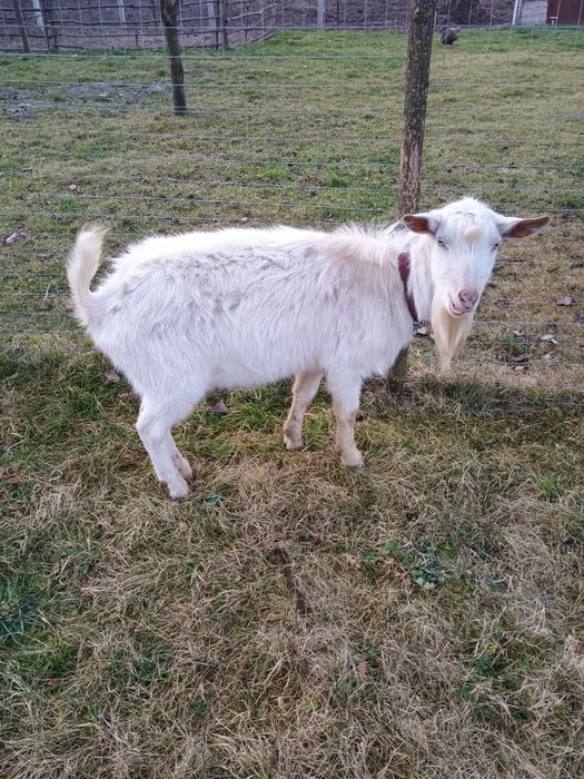 Schimbă locația următoarele capre