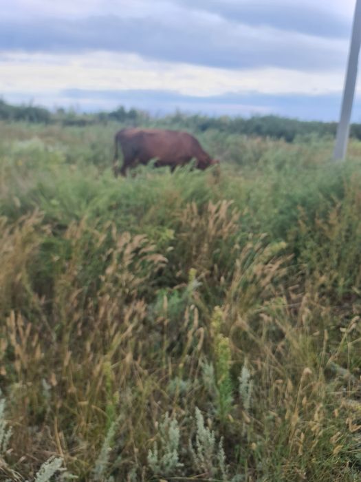 Продам коров молочных