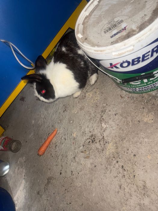 Vând sau schimb iepuraș