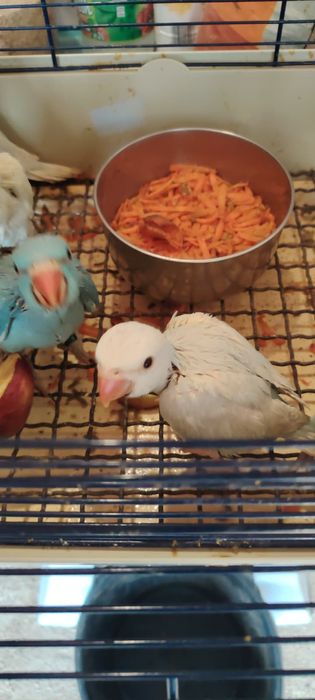 Papagali Micul Alexandru