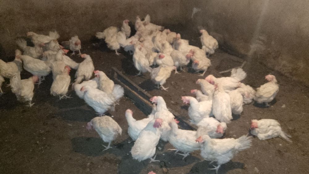 Продам куры несушка